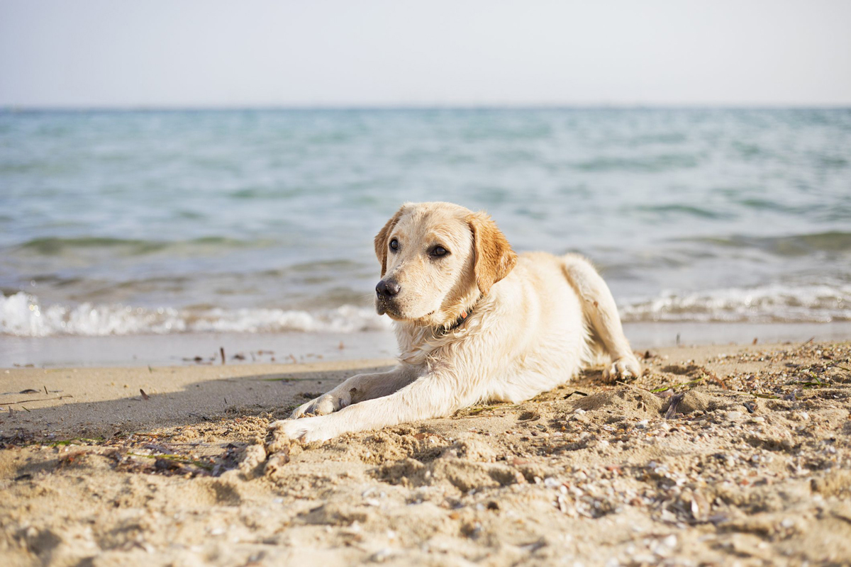 Spiagge di Ravenna Pet-Friendly