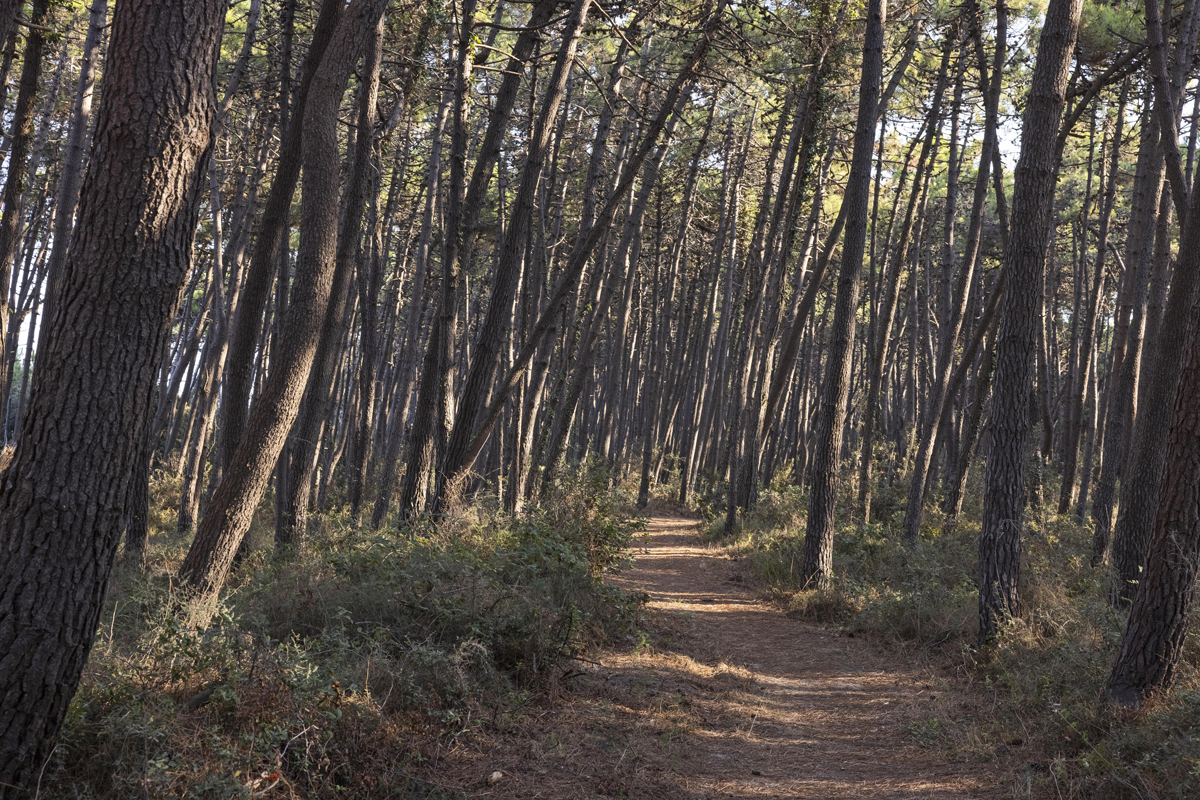 Pineta Litoranea - Marina Romea (Ra)