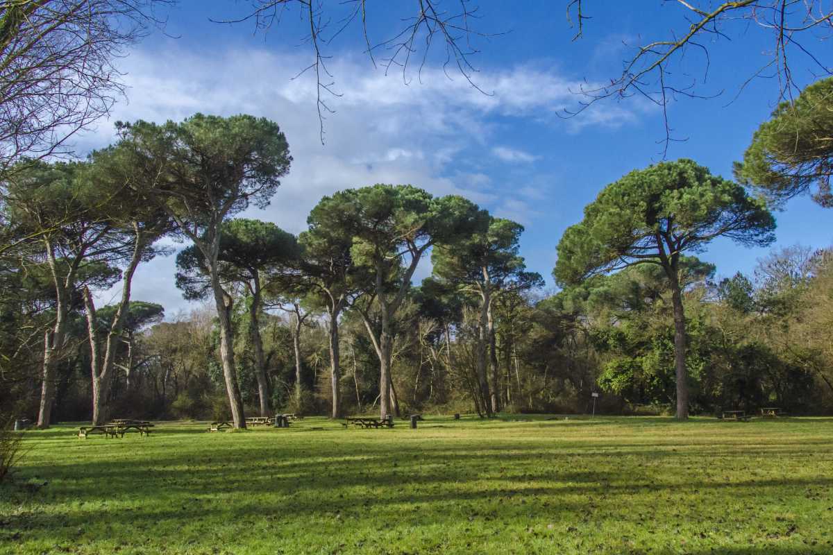 Pine forest of San Vitale (Ravenna)