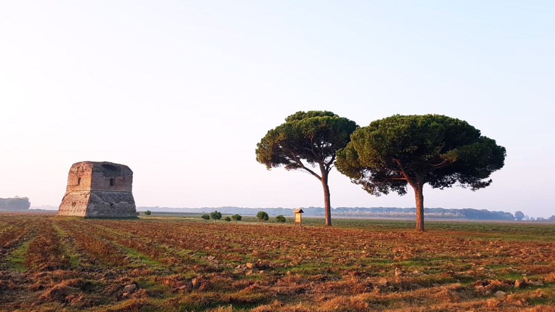 Alba alla Torraccia, Ravenna