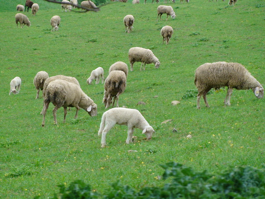 Pascoli in Romagna