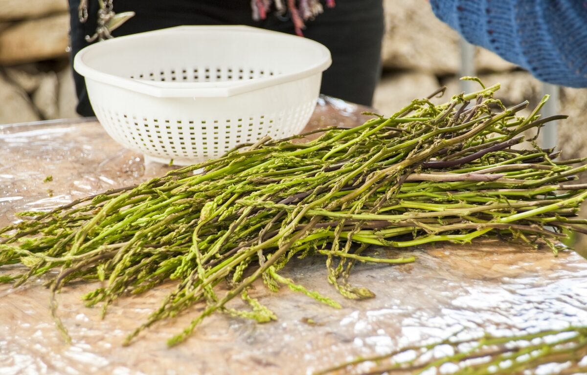 Wild asparagus of Ravenna