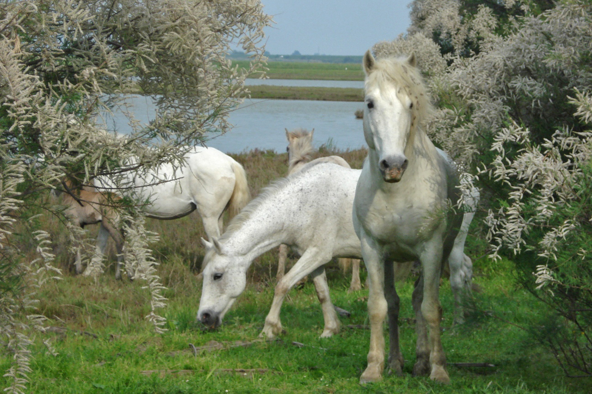 Boscoforte peninsula (Ra) - Camargue horses