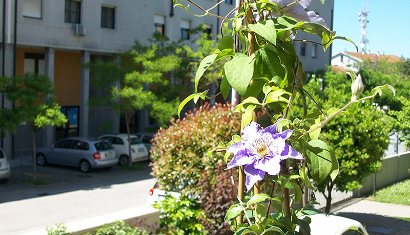 Bed&Breakfast Clematis