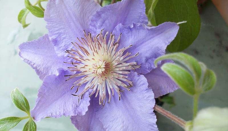 Bed&Breakfast Clematis