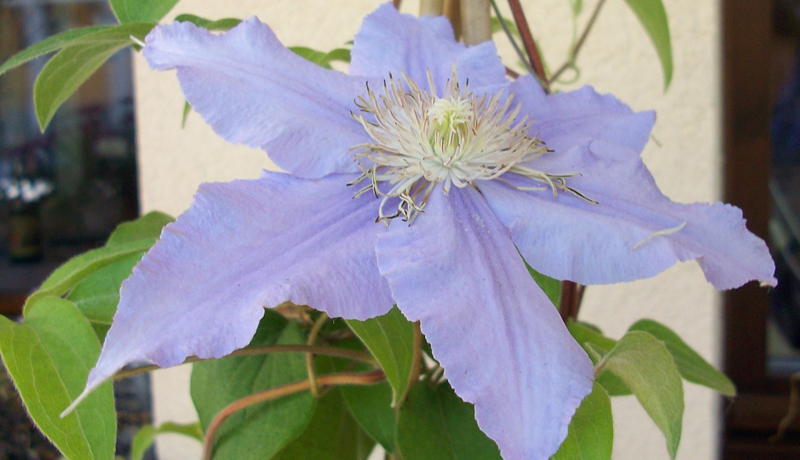 Bed&Breakfast Clematis