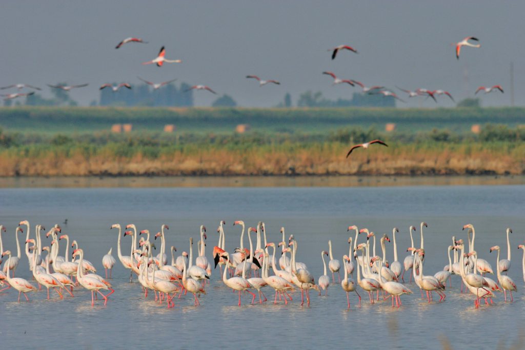 Flamingos in the Lagoons of Comacchio