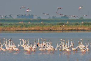 Fenicotteri nelle Valli di Comacchio