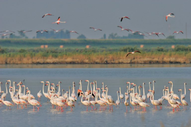 Fenicotteri nelle Valli di Comacchio