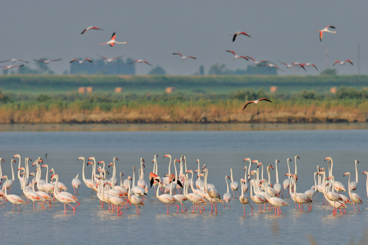 Flamingos in the Lagoons of Comacchio