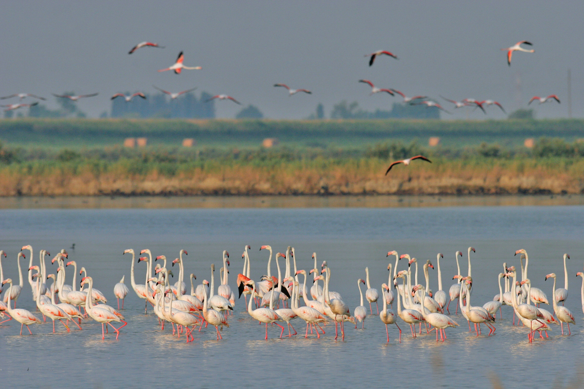 Flamingos in the Valli di Comacchio 