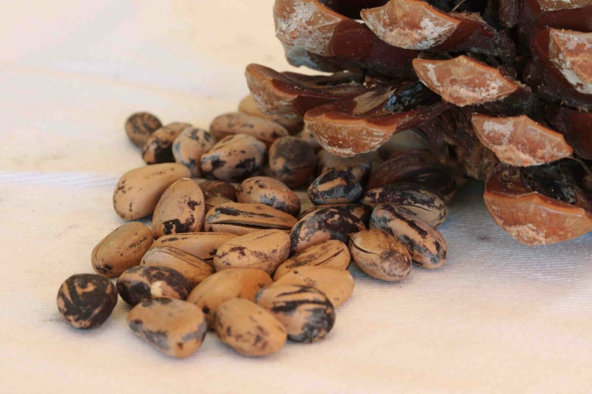 Pine nuts of the Ravenna pine woods