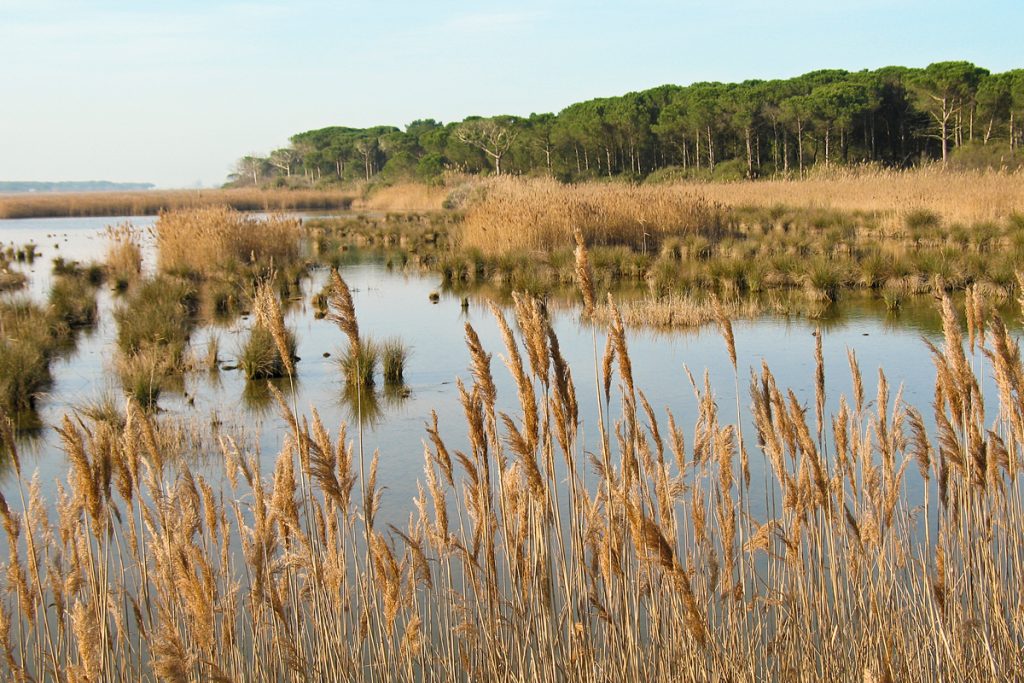 La Pineta di Classe (Ravenna)