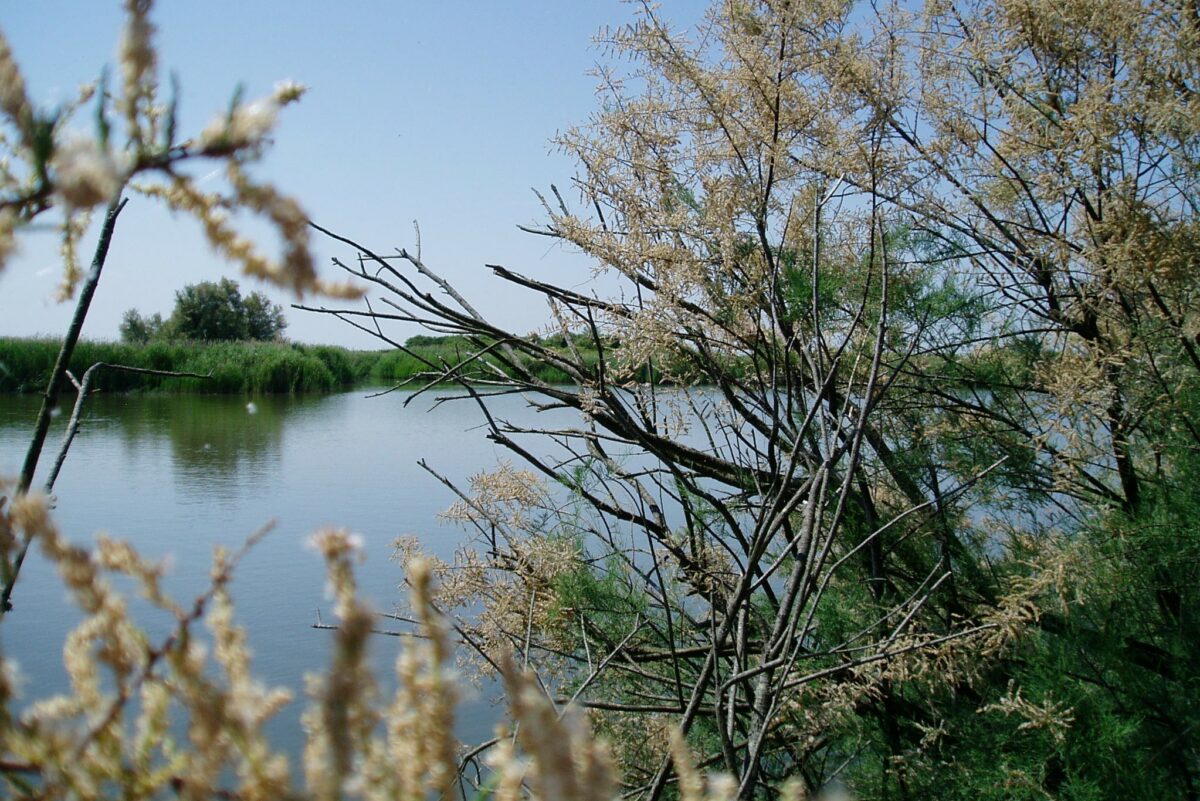 La penisola di Boscoforte (Sant'Alberto)