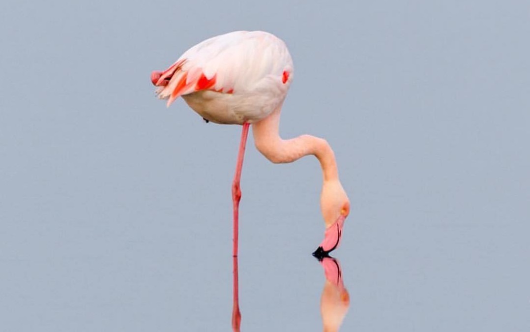 Un fenicottero rosa alle saline di Cervia (Ravenna)
