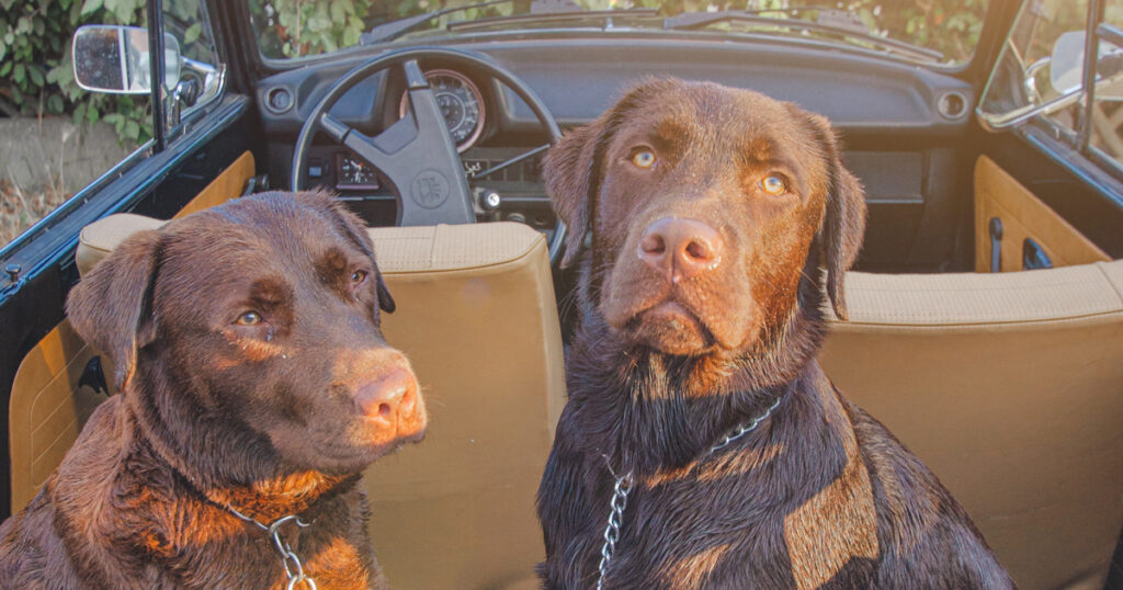 Petfriendly beaches Ravenna Turismo