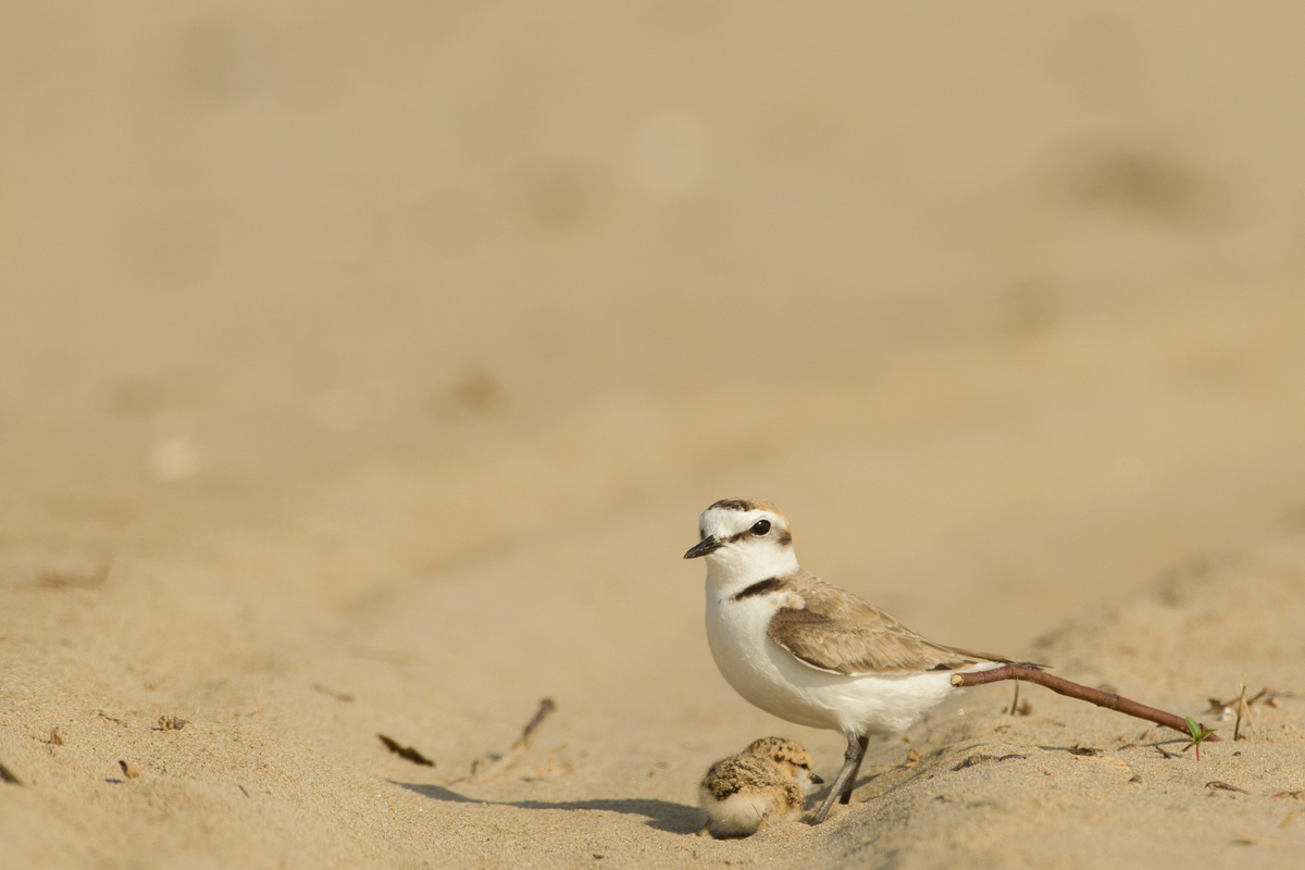 Mouth of the Bevano river - Kentish plover