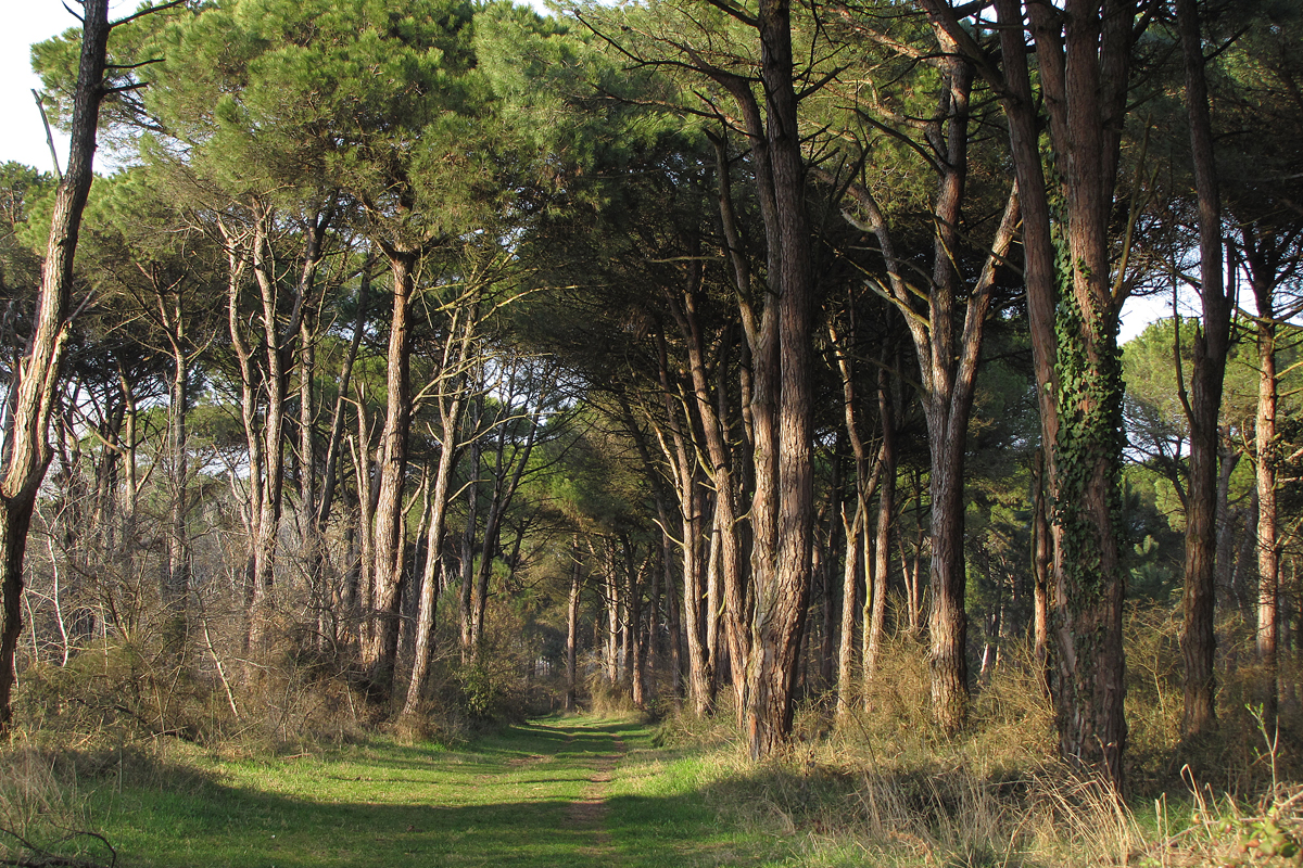 Pine Forest of Classe (Classe, Ravenna)