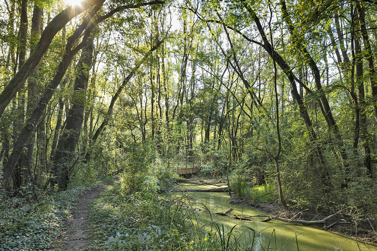 L'oasi di Punte Alberete (Ravenna)