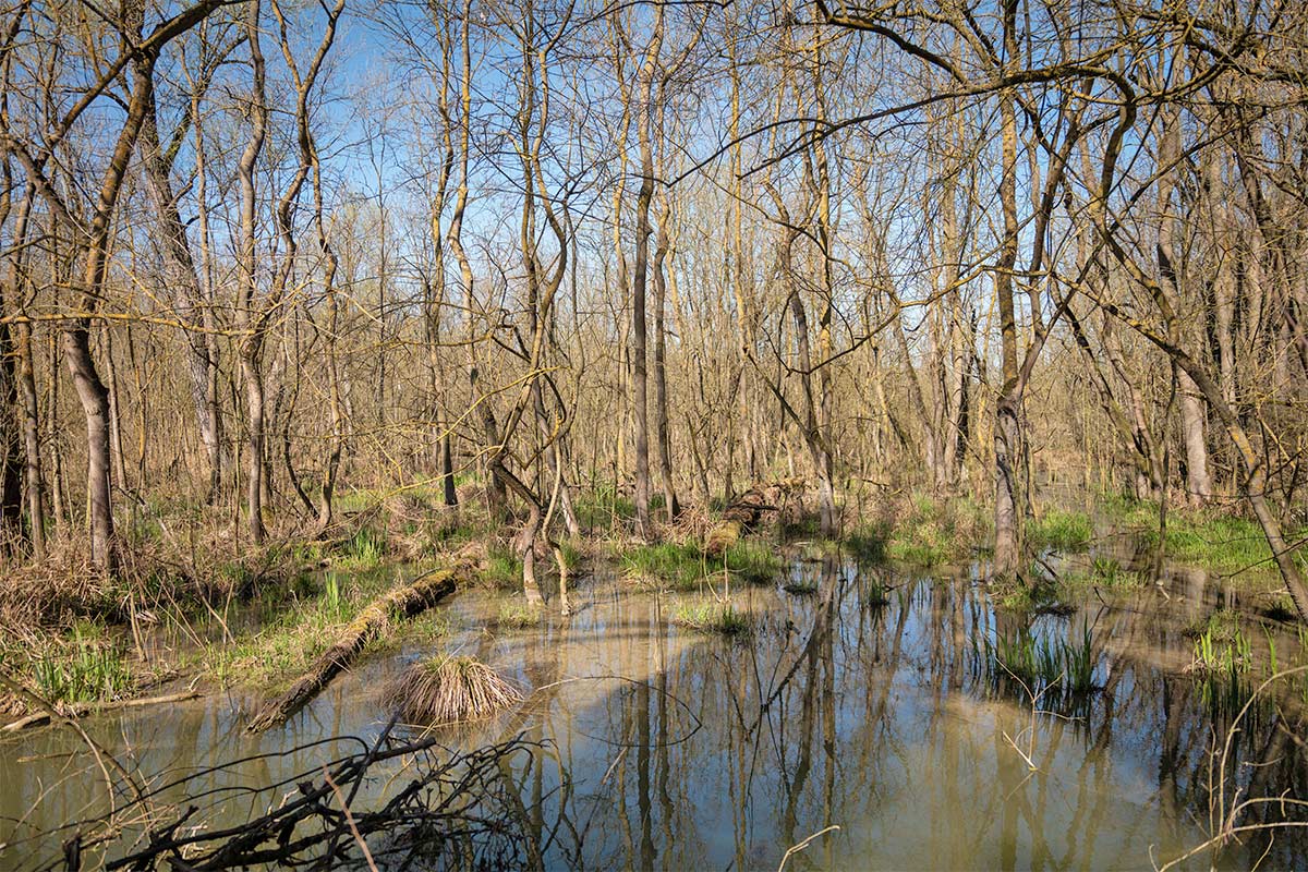 Oasis of Punte Alberete (Ravenna)