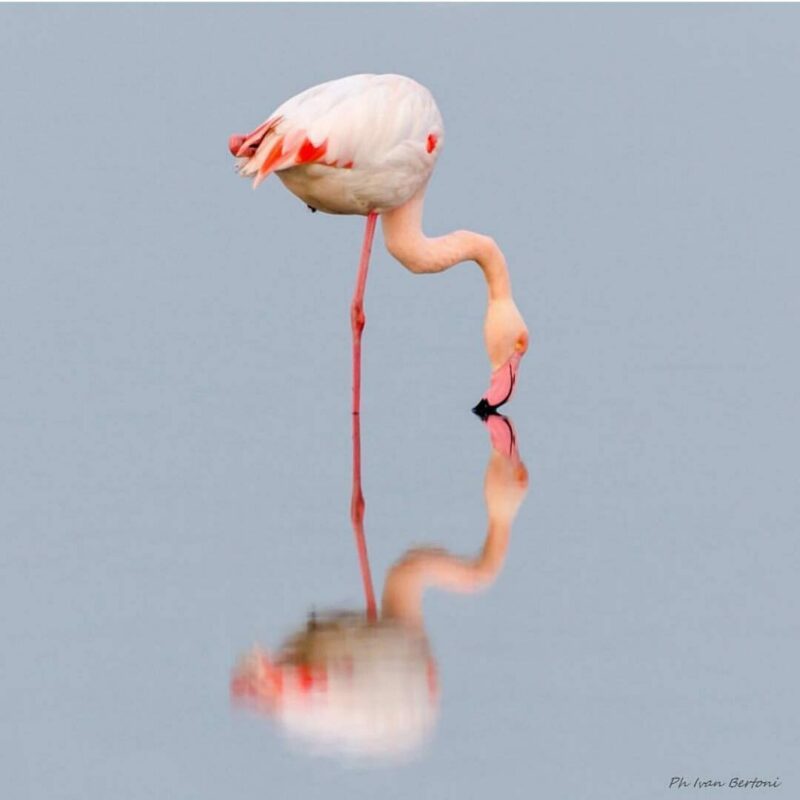 Un fenicottero rosa alle saline di Cervia