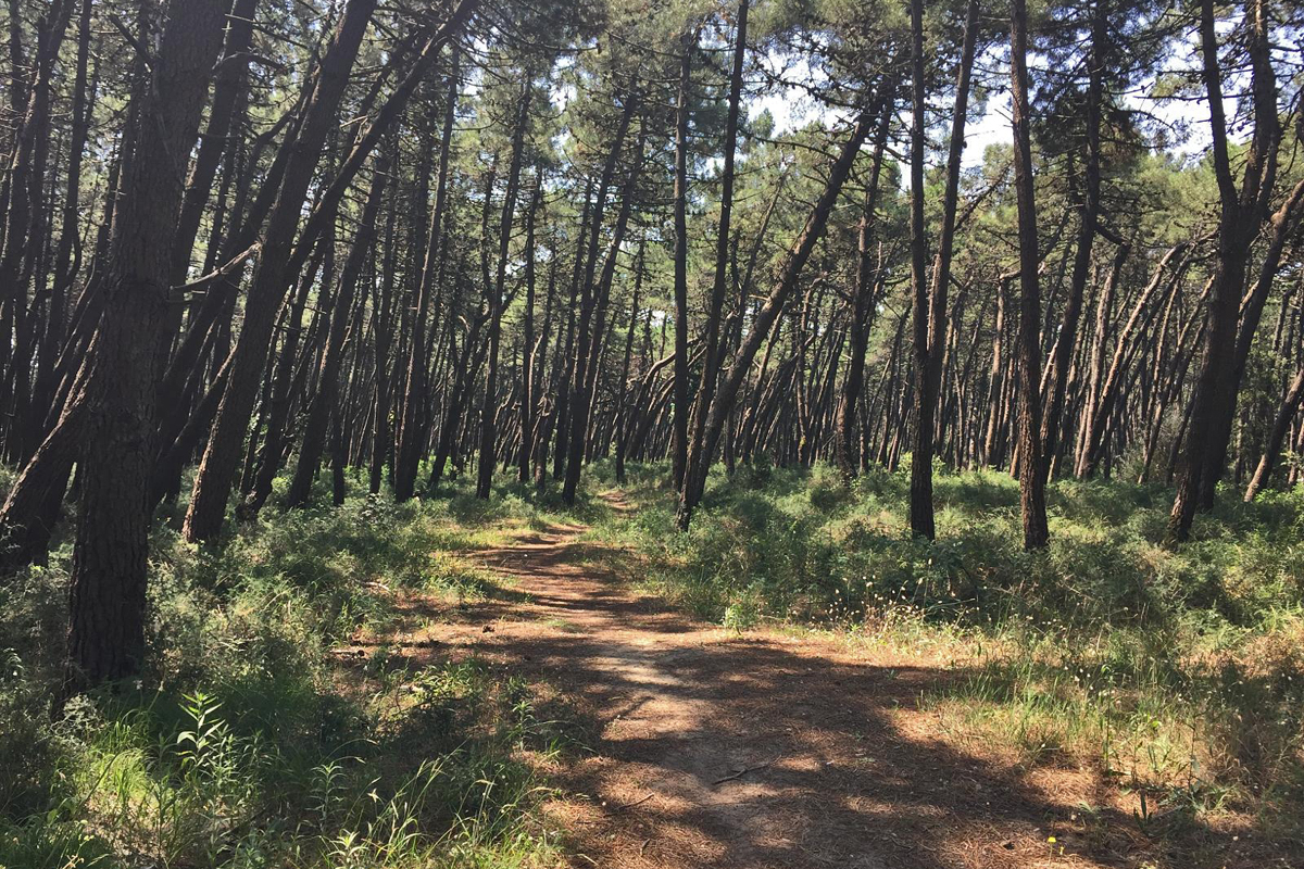 The pine forest of Marina Romea (RA)