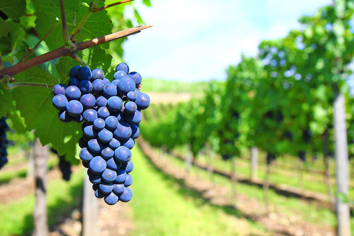 Sangiovese rows | Foto parole_di_vino