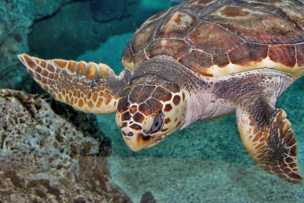 Meal of the sea animal species