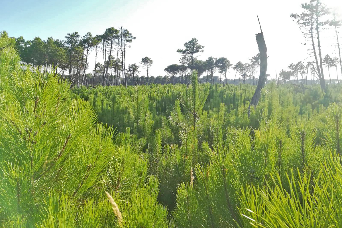 Ramazzotti pine forest (Lido di Dante)