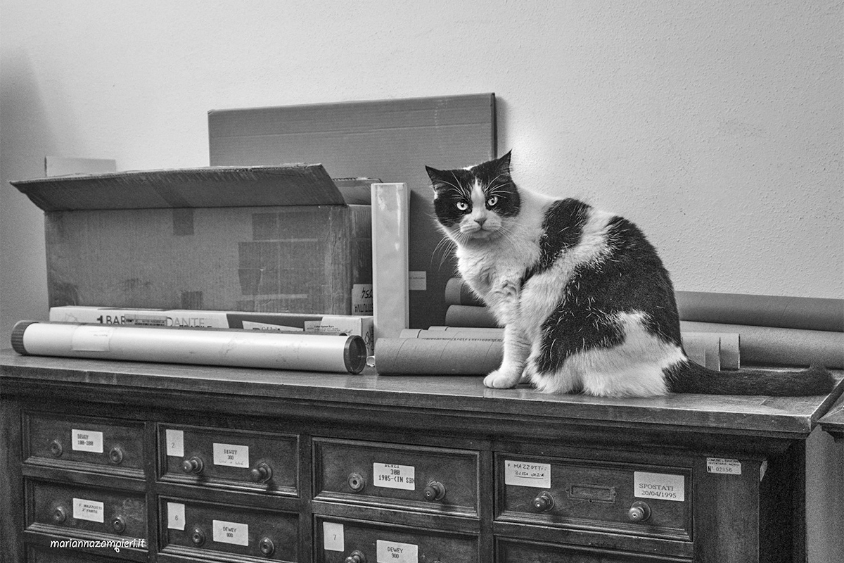I gatti della Biblioteca Classense (Ravenna)