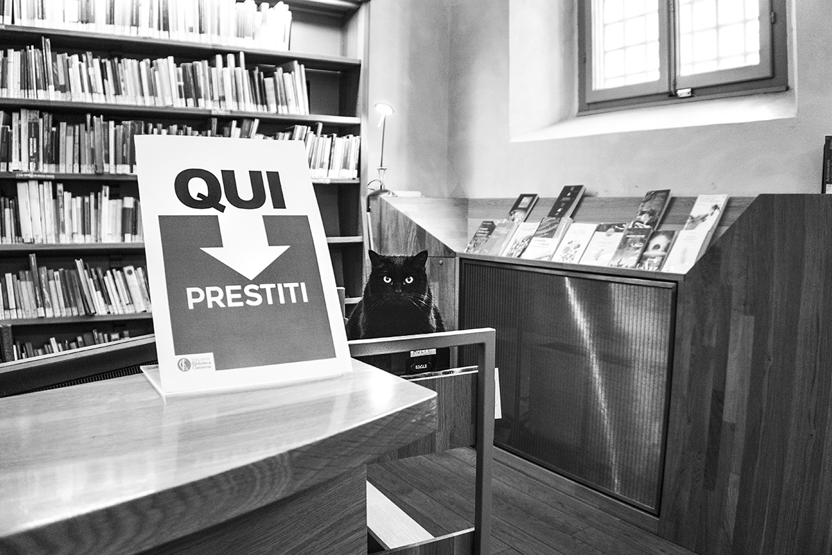 I gatti della Biblioteca Classense (Ravenna)