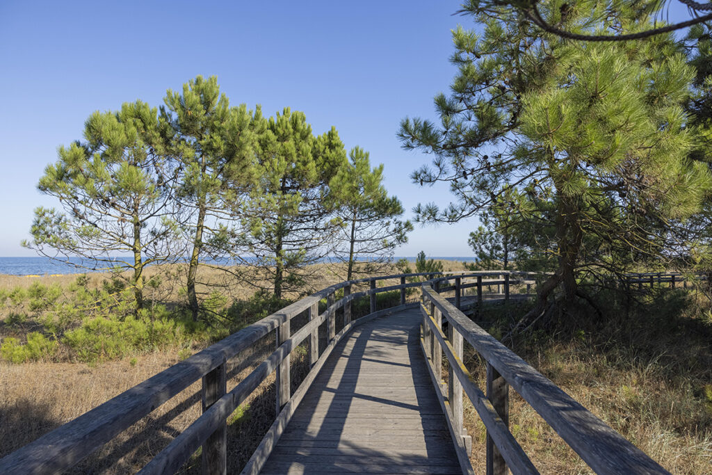 boardwalk on the dunes