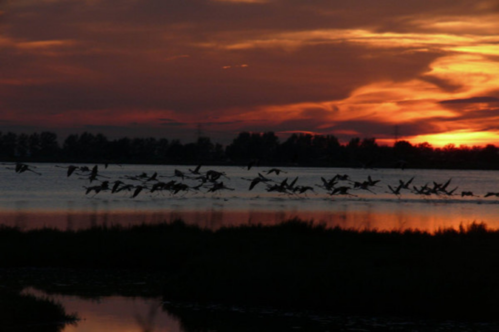 Tramonto nelle valli tra fenicotteri e specchi d’acqua