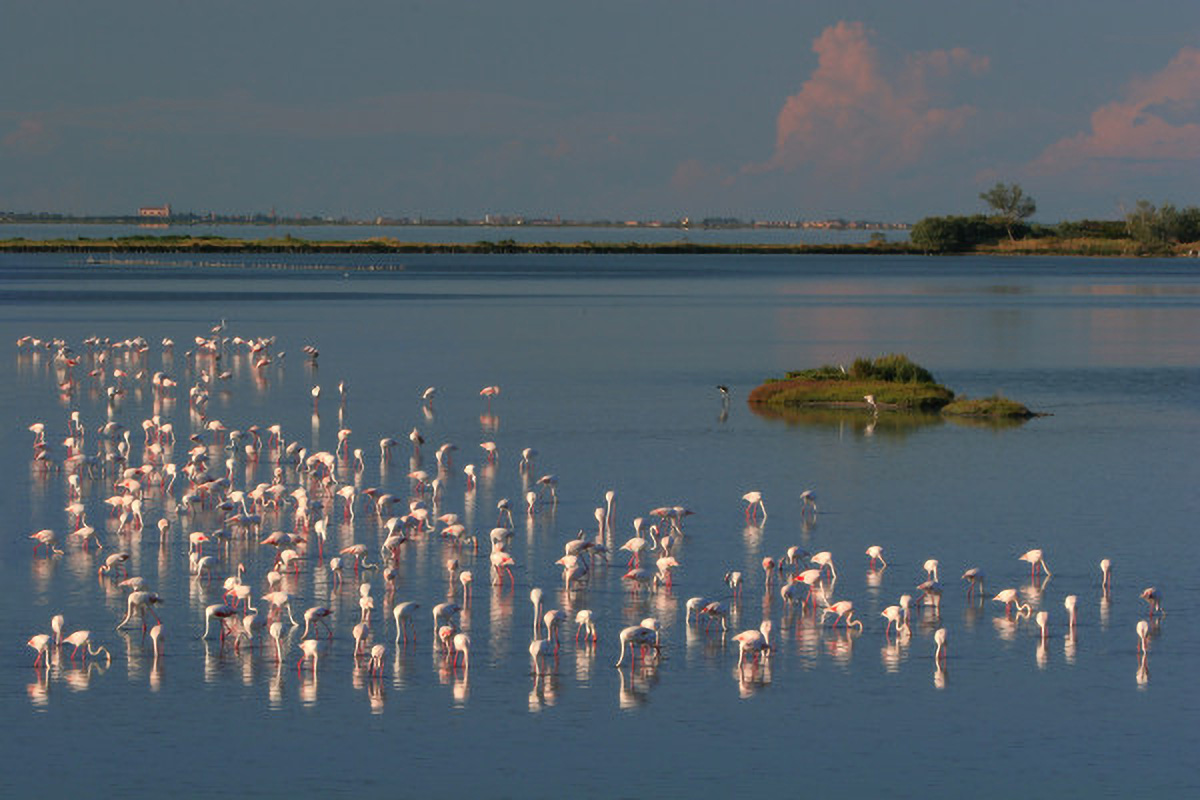 Fenicotteri Tramonto