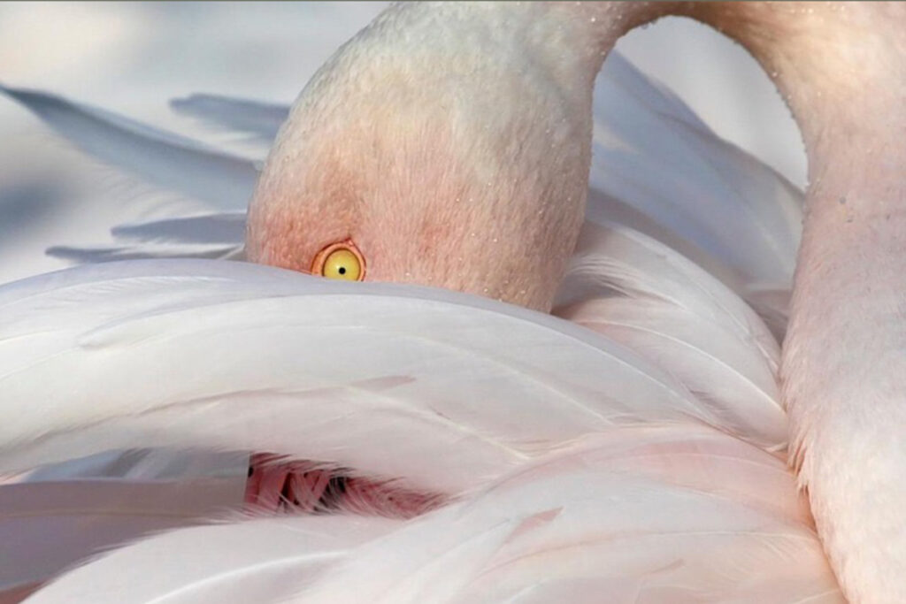 Happy Birds Days, Marina Romea 2025