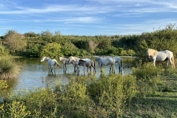 Ravenna, Cavalli alla Penisola di Boscoforte