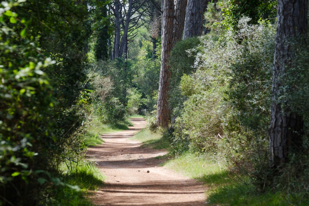 Ravenna, Pineta di Classe