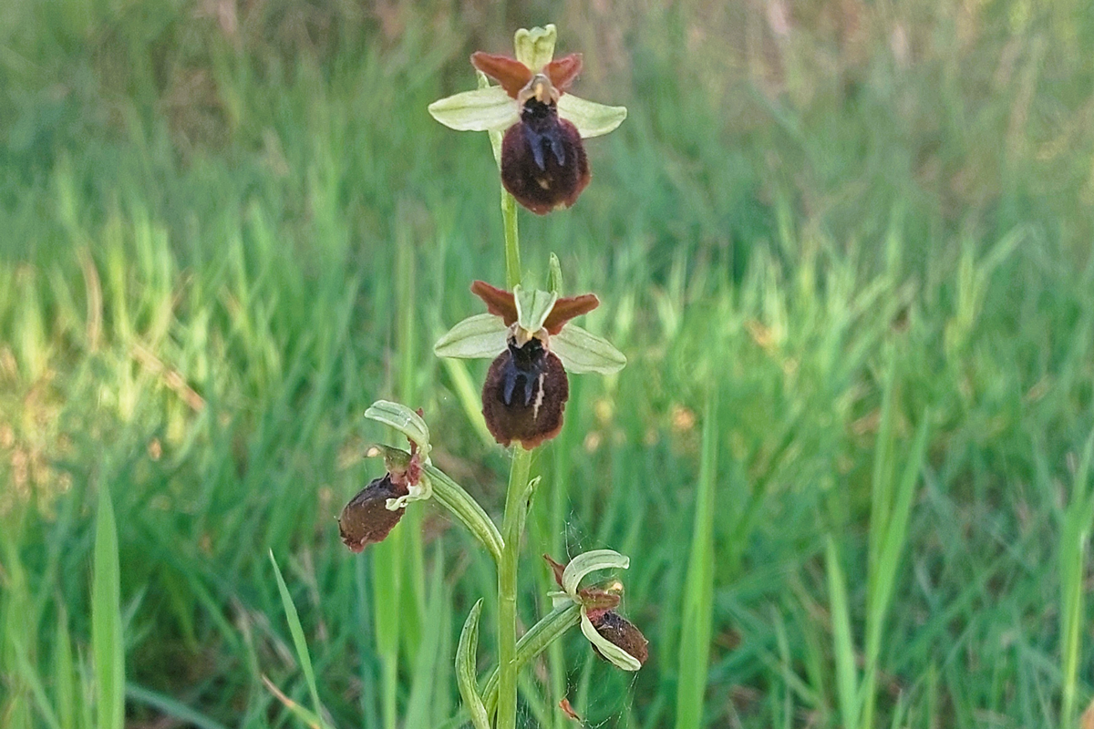 Ravenna, Pineta Miserocchi, Orchidea verde-bruna