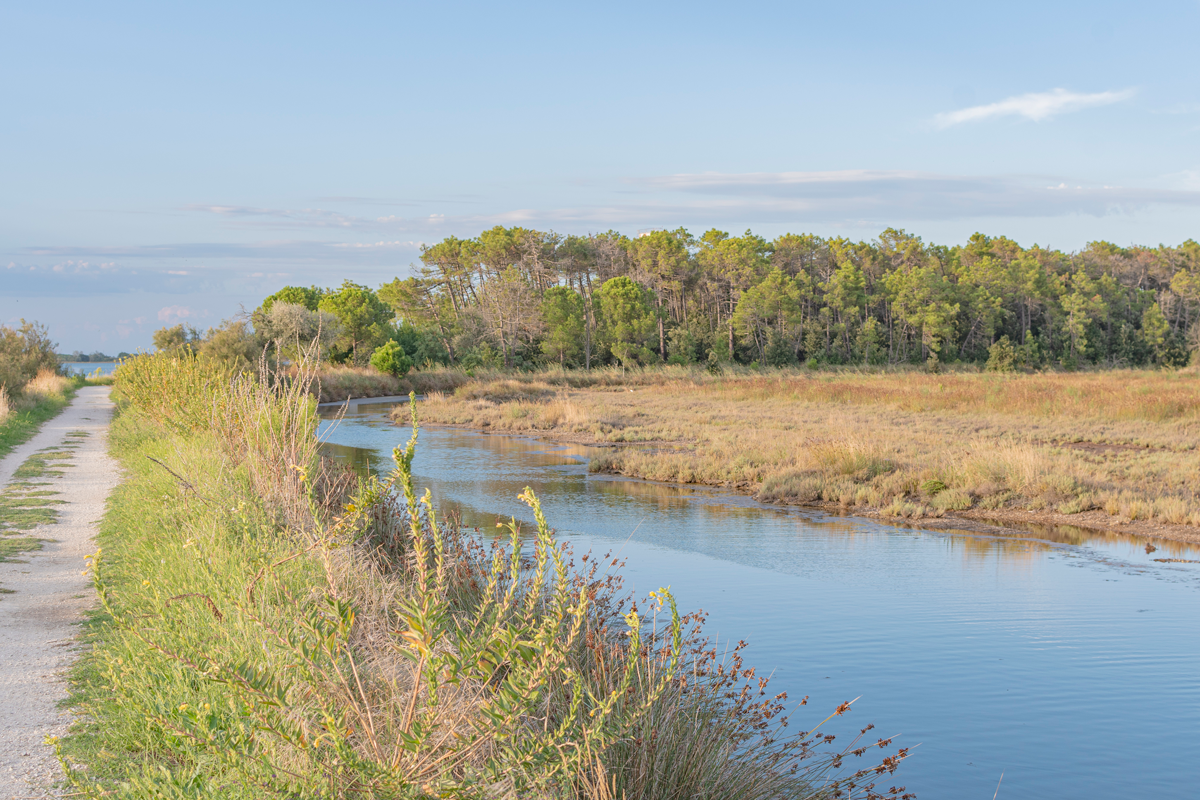 Ravenna, Pineta Miserocchi