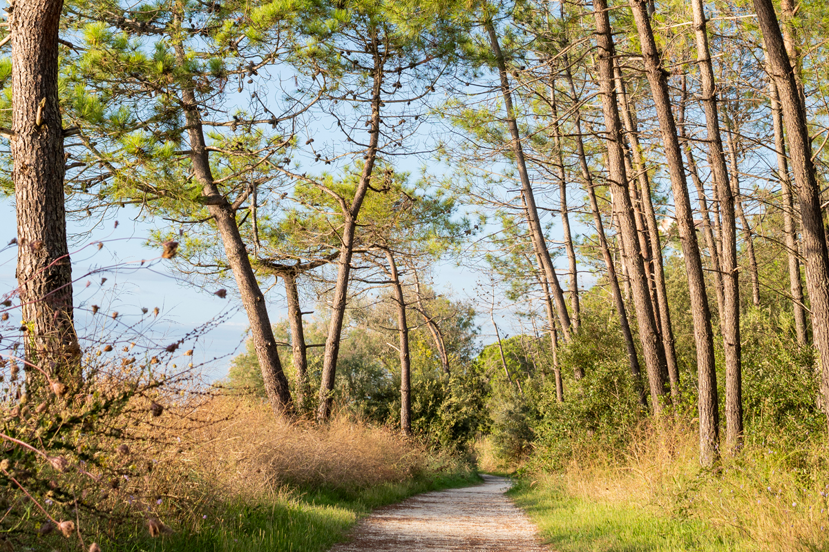 Ravenna, Pineta Miserocchi