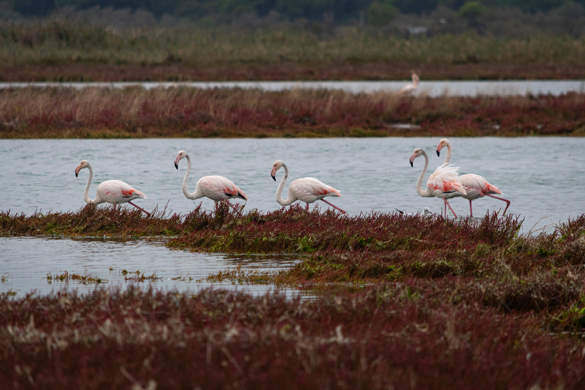 Ravenna, Pialassa Baiona